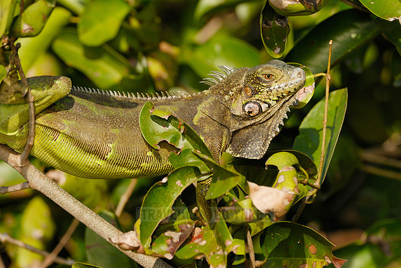 Green Iguana, Iguana iguana, in tree