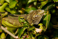 Green Iguana, Iguana iguana, in tree