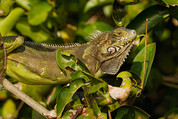 Green Iguana, Iguana iguana, in tree