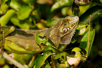 Green Iguana, Iguana iguana, in tree