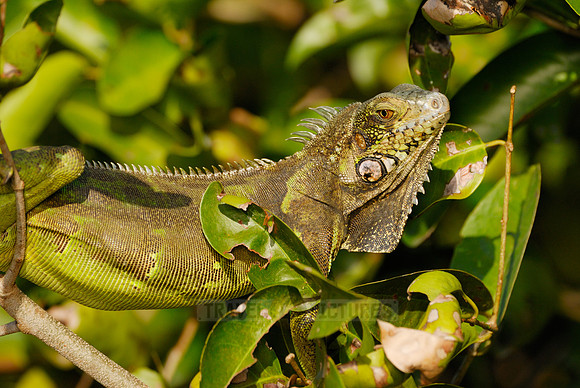 Green Iguana, Iguana iguana, in tree