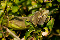 Green Iguana, Iguana iguana, in tree