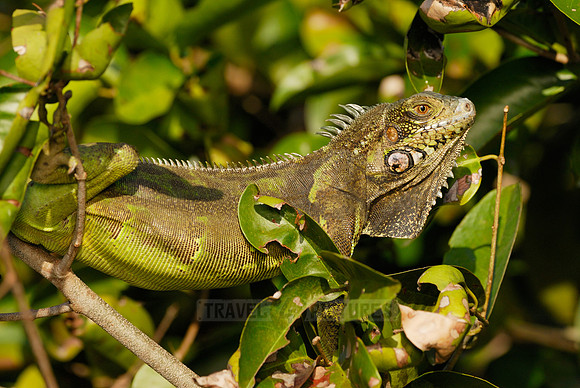 Green Iguana, Iguana iguana, in tree