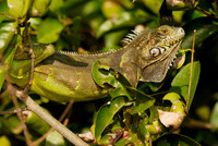 Green Iguana, Iguana iguana, in tree