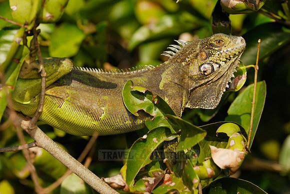Green Iguana, Iguana iguana, in tree