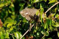 Green Iguana, Iguana iguana, in tree