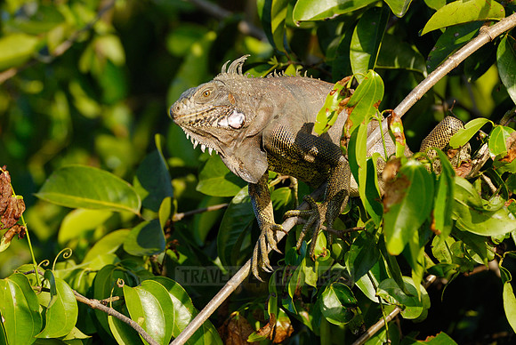 Green Iguana, Iguana iguana, in tree