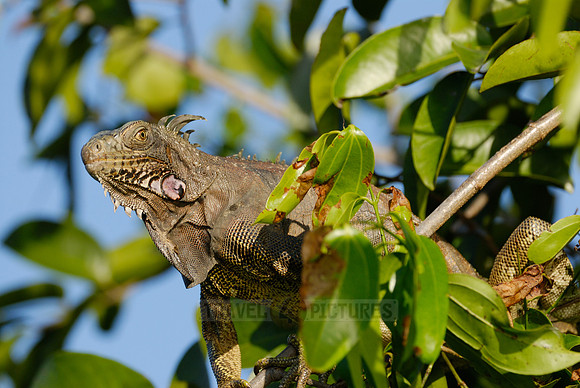 Green Iguana, Iguana iguana, in tree