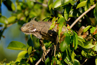 Green Iguana, Iguana iguana, in tree