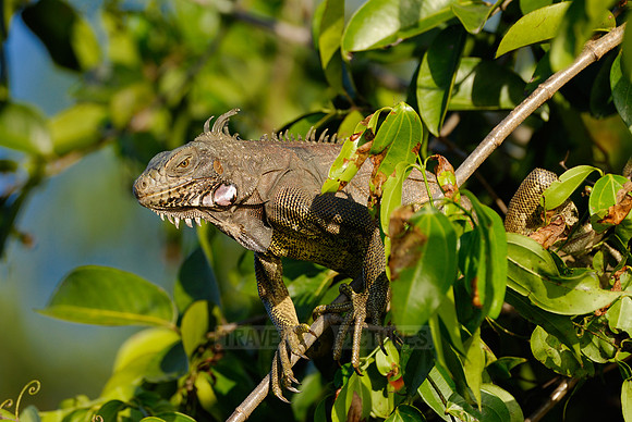Green Iguana, Iguana iguana, in tree