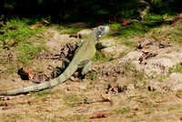 Green Iguana, Iguana iguana
