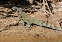 Green Iguana, Iguana iguana