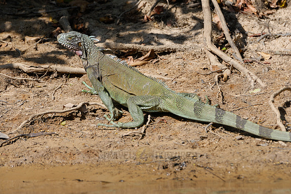 Green Iguana, Iguana iguana