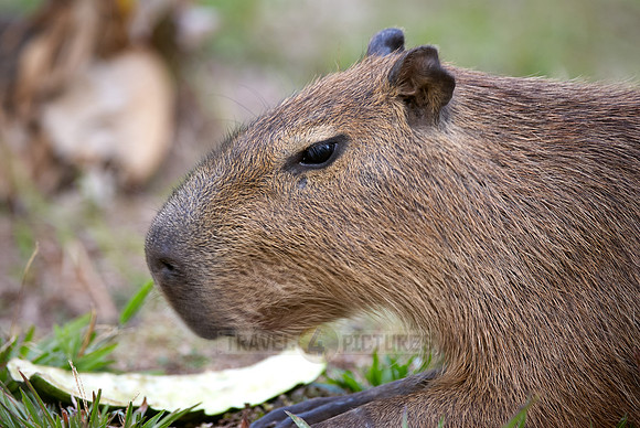 Capybara, Hydrochoerus hydrochaeris