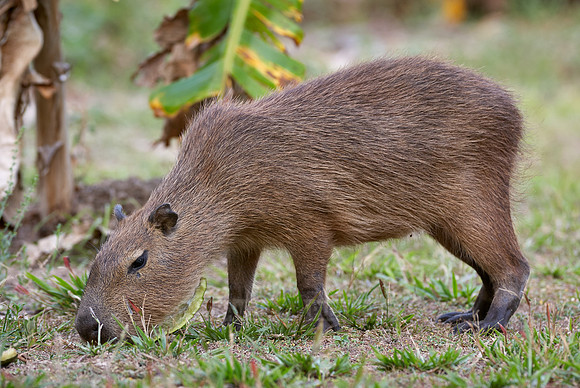 Capybara, Hydrochoerus hydrochaeris