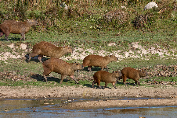 Capybara  family with cubs