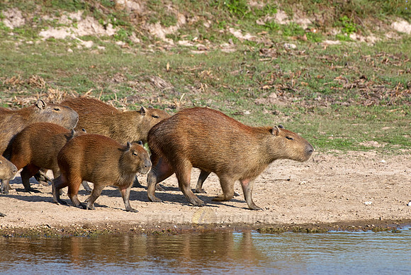Capybara  family with cubs