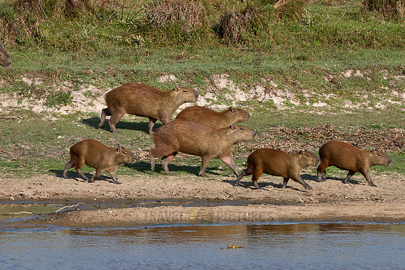 Capybara  family with cubs