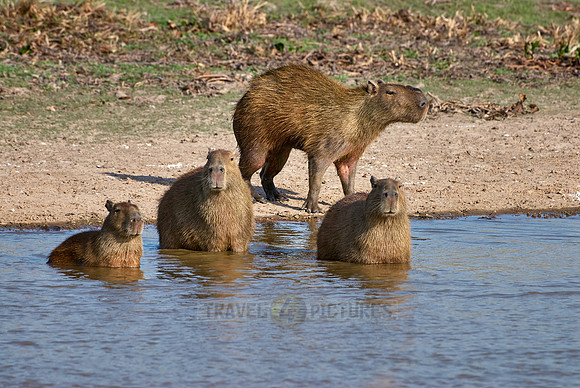 Capybara  family with cubs
