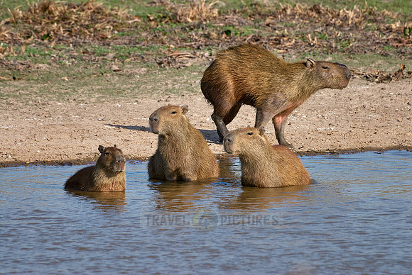Capybara  family with cubs