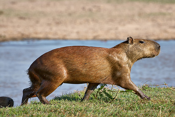 Capybara, Hydrochoerus hydrochaeris