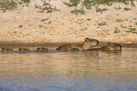 Capybara  family with cubs