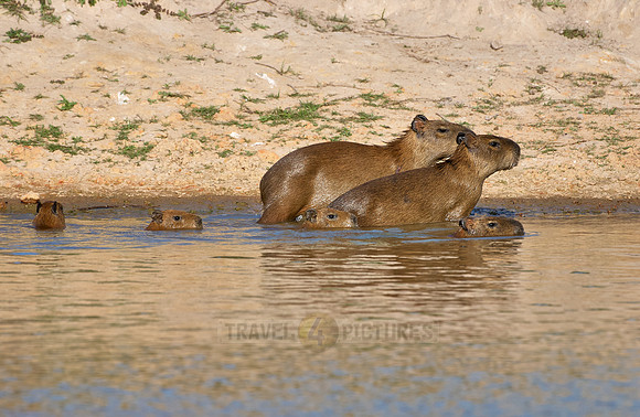 Capybara  family with cubs
