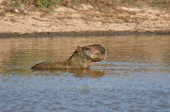 Capybara, Hydrochoerus hydrochaeris