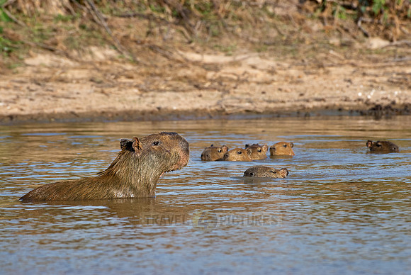 Capybara  family with cubs