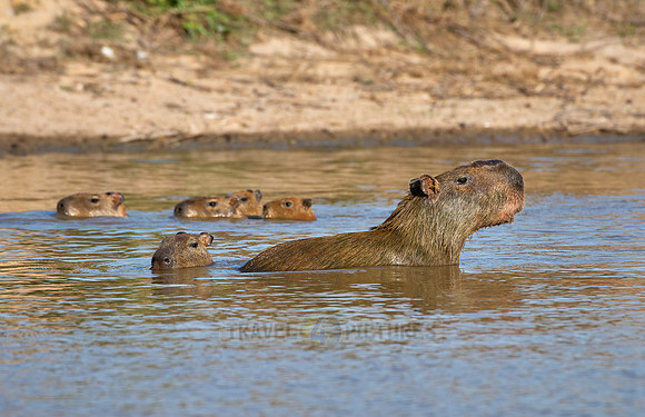 Capybara  family with cubs