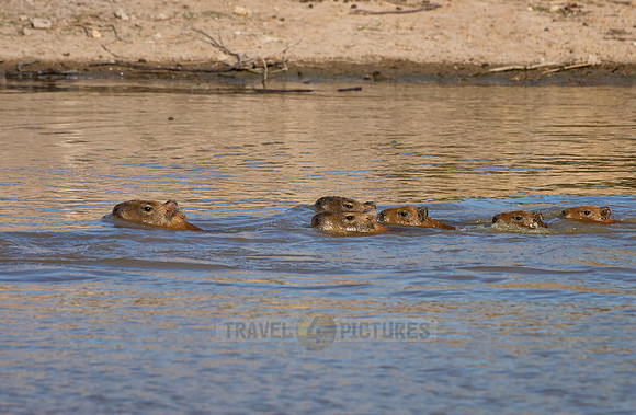 Capybara  family with cubs