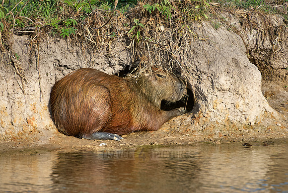 Capybara, Hydrochoerus hydrochaeris
