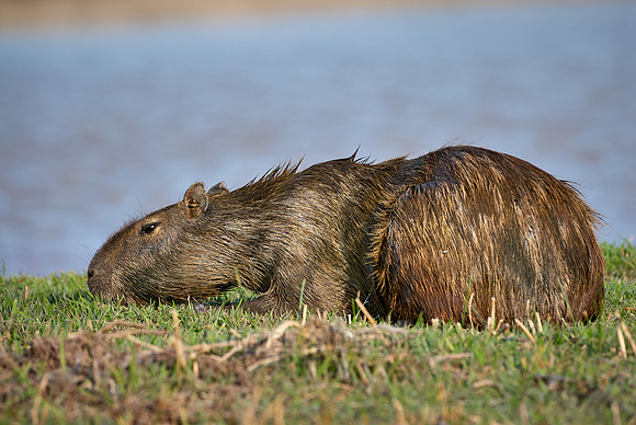 Capybara, Hydrochoerus hydrochaeris