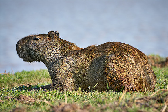 Capybara, Hydrochoerus hydrochaeris