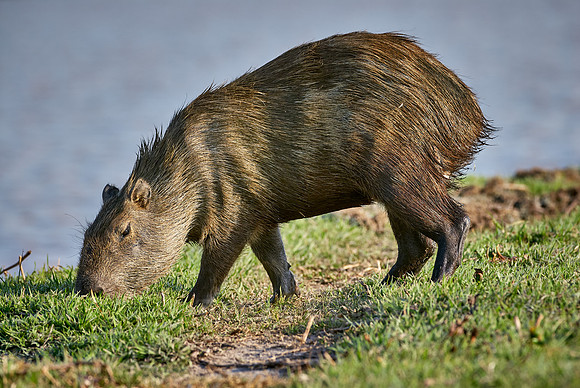Capybara, Hydrochoerus hydrochaeris