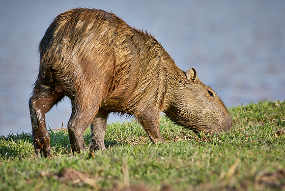 Capybara, Hydrochoerus hydrochaeris