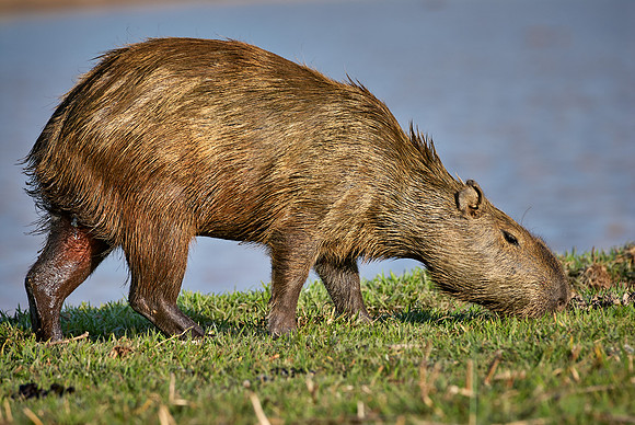 Capybara, Hydrochoerus hydrochaeris