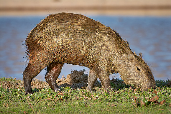 Capybara, Hydrochoerus hydrochaeris