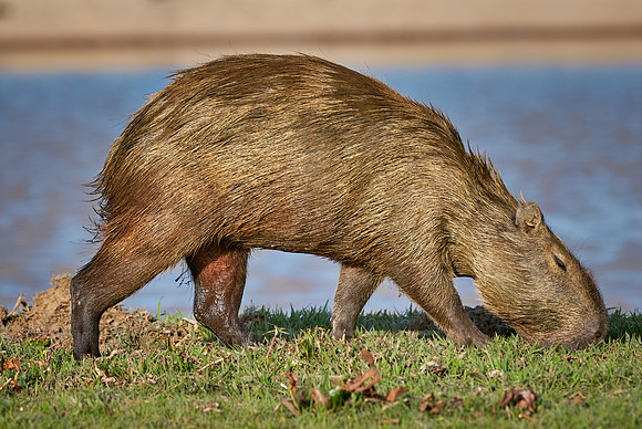 Capybara, Hydrochoerus hydrochaeris