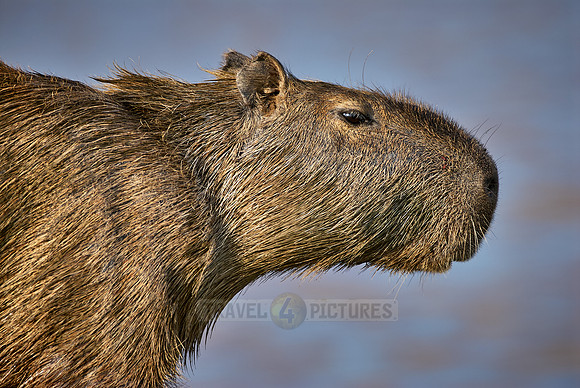 Capybara, Hydrochoerus hydrochaeris