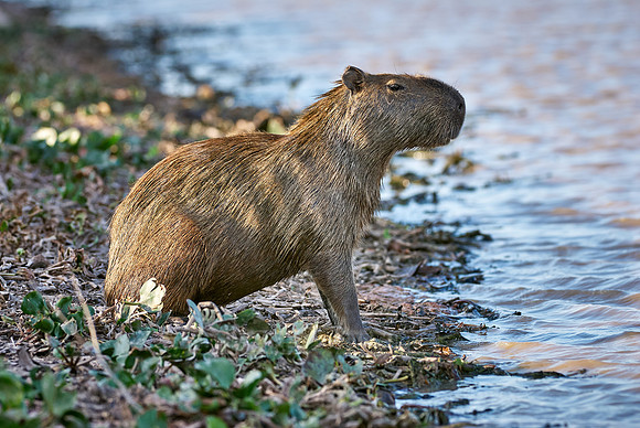 Capybara, Hydrochoerus hydrochaeris
