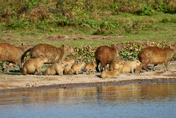 Capybara  family with cubs