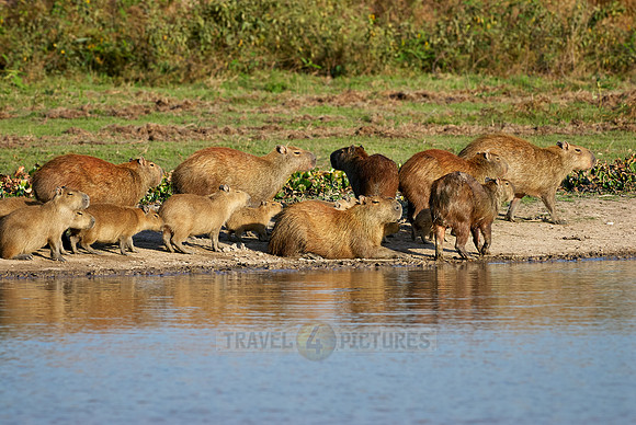 Capybara  family with cubs
