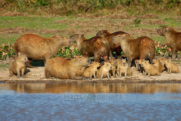 Capybara  family with cubs