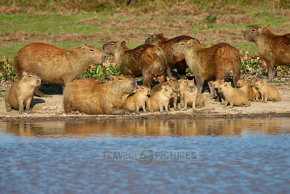 Capybara  family with cubs