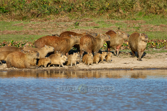 Capybara  family with cubs