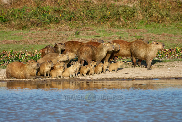 Capybara  family with cubs