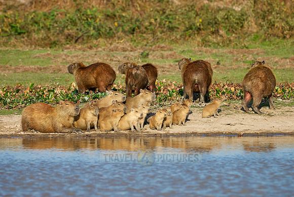 Capybara  family with cubs