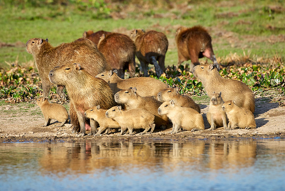 Capybara  family with cubs