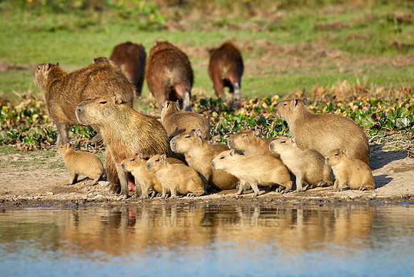 Capybara  family with cubs